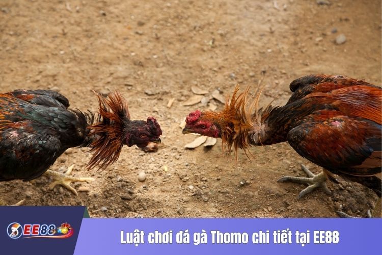 Luật chơi đá gà Thomo chi tiết tại EE88