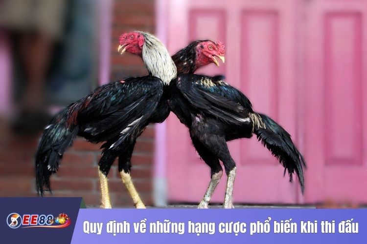 Quy định về những hạng cược phổ biến khi thi đấu