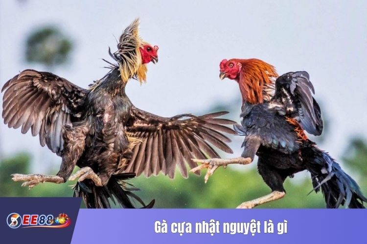 Gà cựa nhật nguyệt là gì