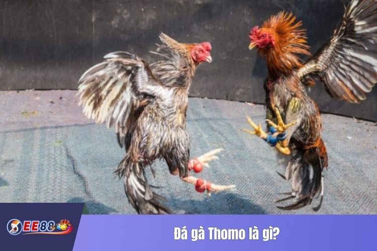 Đá gà Thomo là gì?