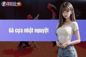 Gà cựa nhật nguyệt - Đặc điểm của thần kê hiếm khó tìm