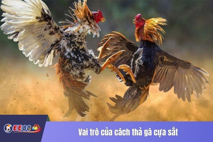 Vai trò của cách thả gà cựa sắt