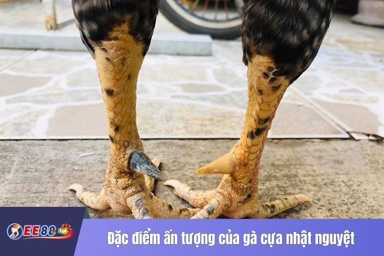 Đặc điểm ấn tượng của gà cựa nhật nguyệt