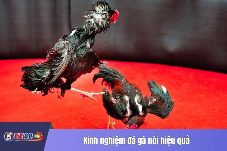 Kinh nghiệm đá gà nòi hiệu quả