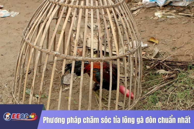 Phương pháp chăm sóc tỉa lông gà đòn chuẩn nhất