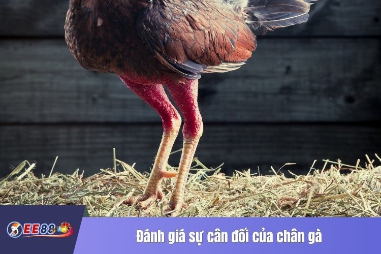 Đánh giá sự cân đối của chân gà